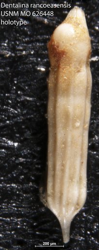 Dentalina rancocasensis Olsson, 1960
