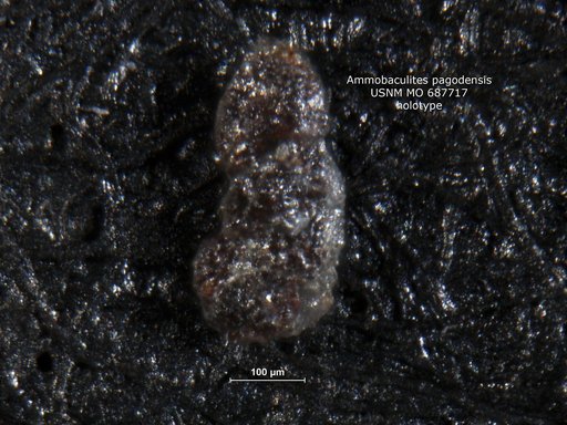 Ammobaculites pagodensis Morris, 1971