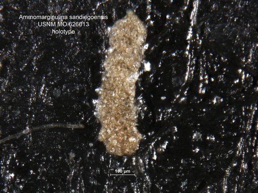 Ammomarginulina sandiegoensis Uchio, 1960