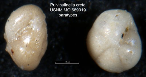 Pulvinulinella creta Finlay, 1940