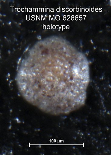 Trochammina discorbinoides Uchio, 1960