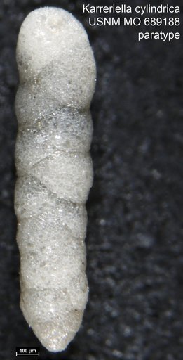 Karreriella cylindrica Finlay, 1940