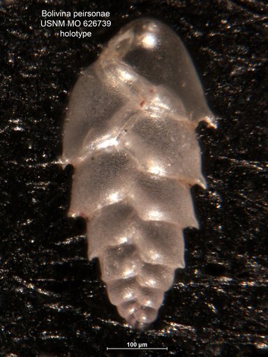 Bolivina peirsonae Uchio, 1960