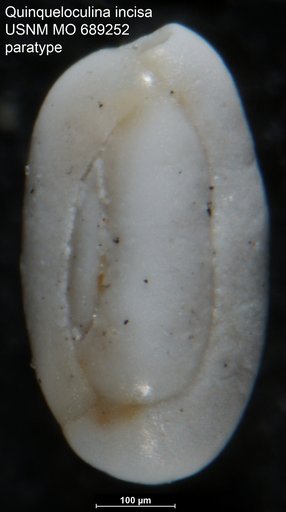 Quinqueloculina incisa Vella, 1967
