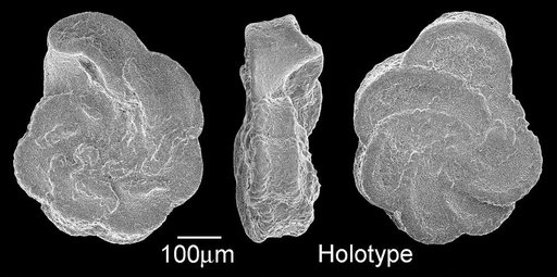 Marginotruncana pseudolinneiana Pessagno, 1967