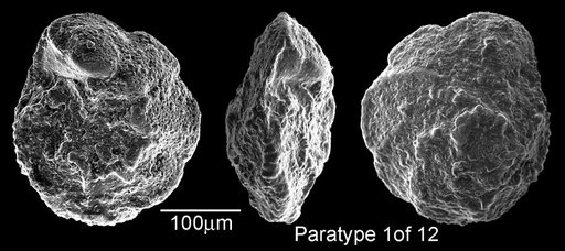 Rotalipora tehamaensis Marianos & Zingula, 1966