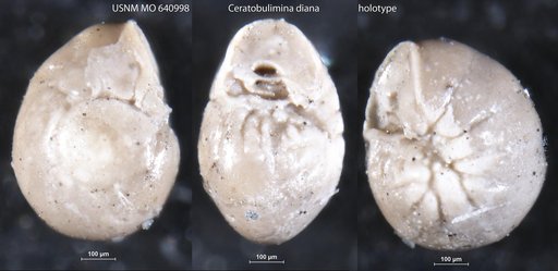 Ceratobulimina diana McLean, 1963