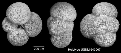 Globoquadrina pseudofoliata Parker, 1967
