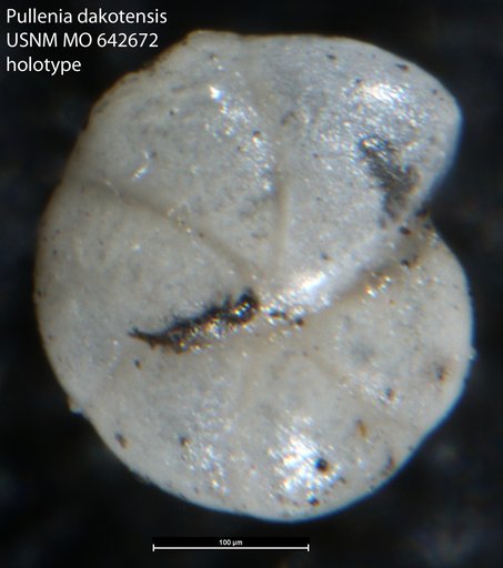 Pullenia dakotensis Mello, 1969