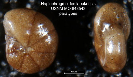 Haplophragmoides labukensis Dhillon, 1969