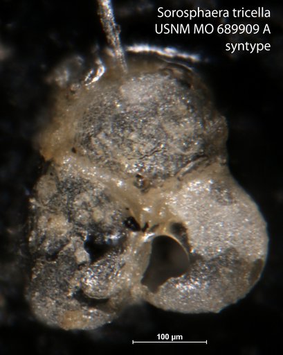 Sorosphaera tricella Moreman, 1930