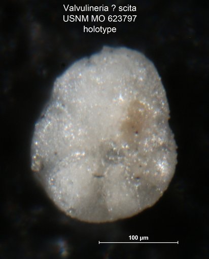 Valvulineria ? scita Todd, 1957