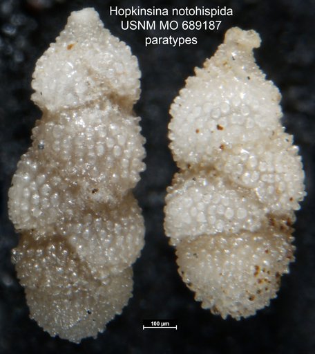 Hopkinsina notohispida Finlay, 1939