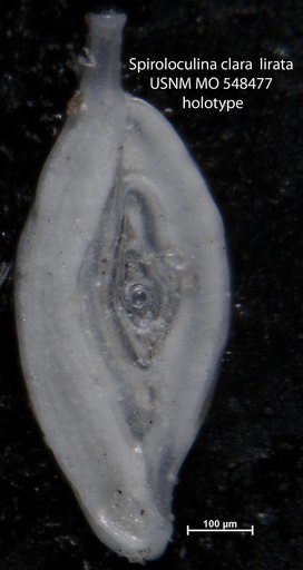 Spiroloculina clara var. lirata Cushman, 1954