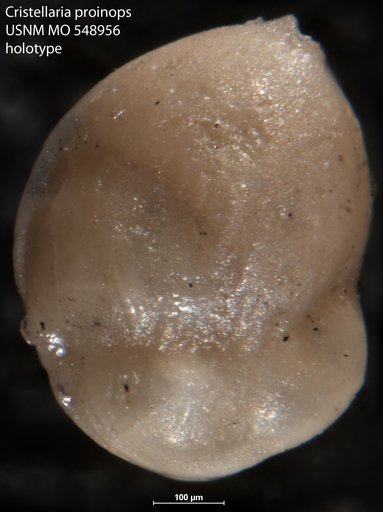 Cristellaria proinops Israelsky, 1955