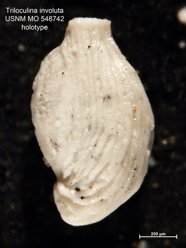 Triloculina involuta Todd, 1954