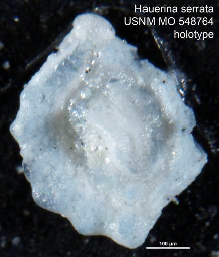 Hauerina serrata Cushman, 1954