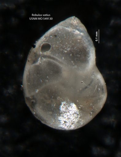 Robulus vatius Israelsky, 1955