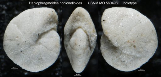 Haplophragmoides nonionelloides Israelsky, 1951