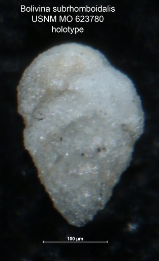 Bolivina subrhomboidalis Todd, 1957