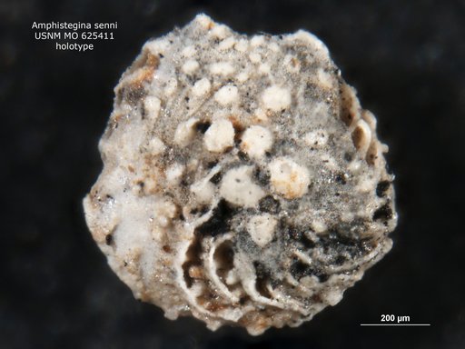 Amphistegina senni Cushman, 1945