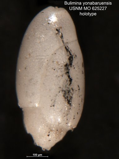 Bulimina yonabaruensis LeRoy, 1964