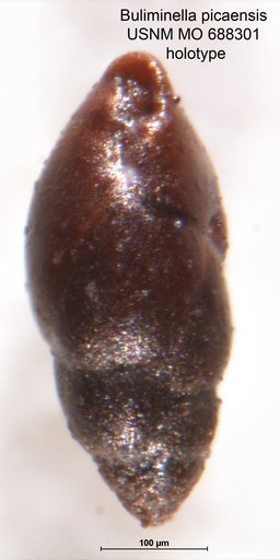 Buliminella picaensis Seiglie, 1970