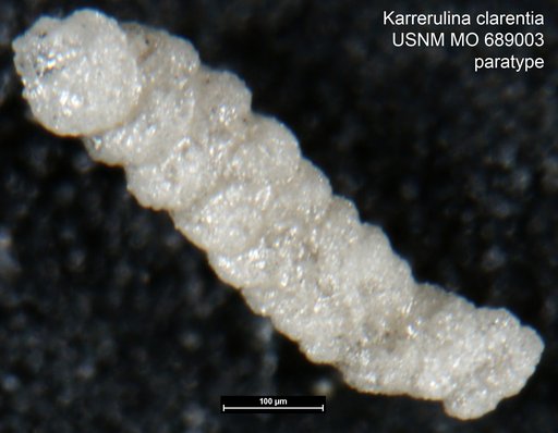 Karrerulina clarentia Finlay, 1940