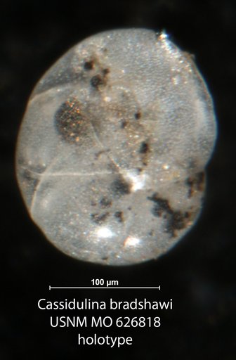 Cassidulina bradshawi Uchio, 1960
