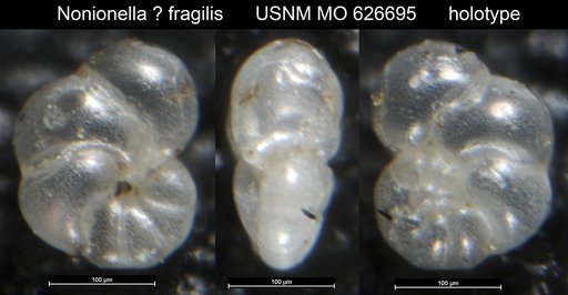 Nonionella ? fragilis Uchio, 1960