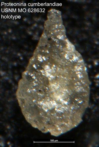 Proteonina cumberlandiae Conkin, 1961