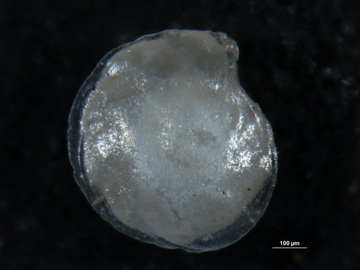 Robulus dorthiae Finlay, 1939