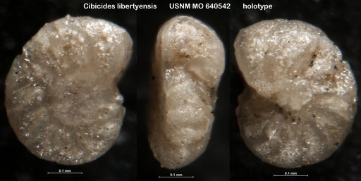 Cibicides libertyensis Applin, 1964