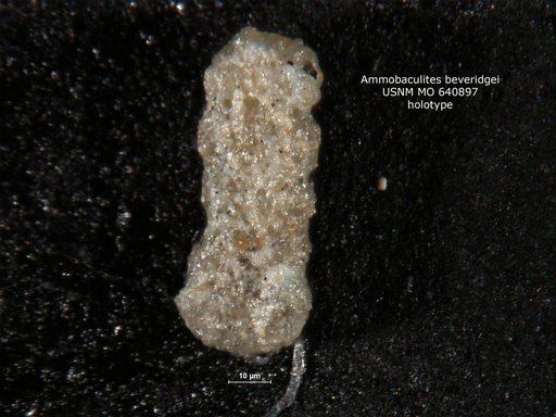 Ammobaculites beveridgei Conkin & Conkin, 1964