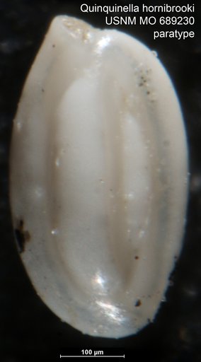 Quinquinella hornibrooki Vella, 1957