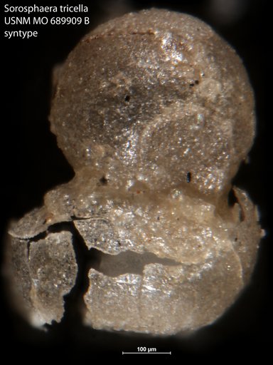 Sorosphaera tricella Moreman, 1930