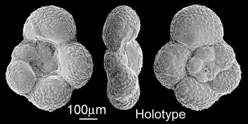 Whiteinella archaeocretacea Pessagno, 1967