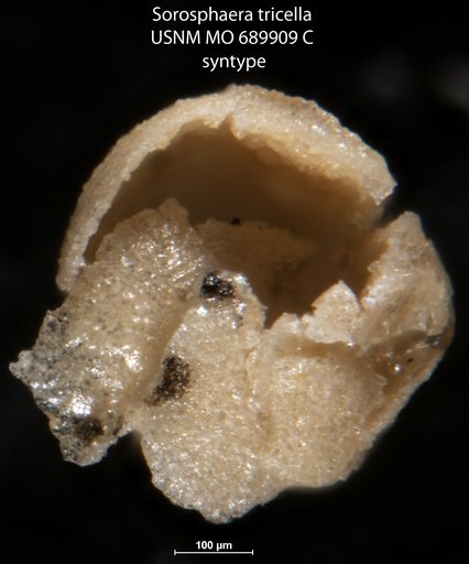 Sorosphaera tricella Moreman, 1930