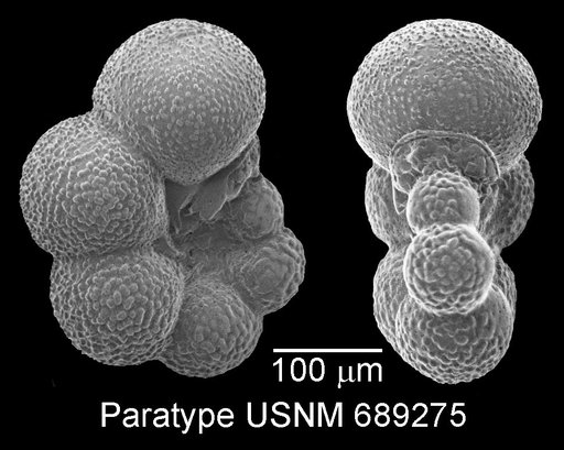 Globigerinelloides prairiehillensis Pessagno, 1967