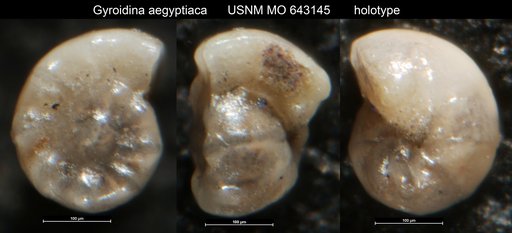 Gyroidina aegyptiaca Nakkady & Talaat, 1959