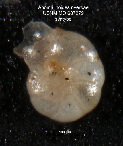 Anomalinoides riveroae Bermúdez & Fuenmayor, 1966