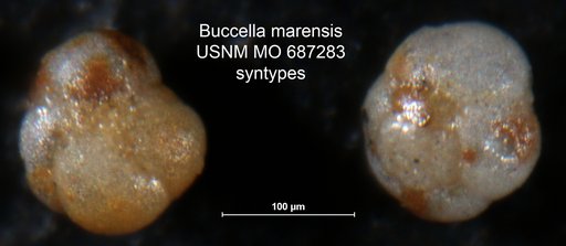 Buccella marensis Bermúdez & Fuenmayor, 1966
