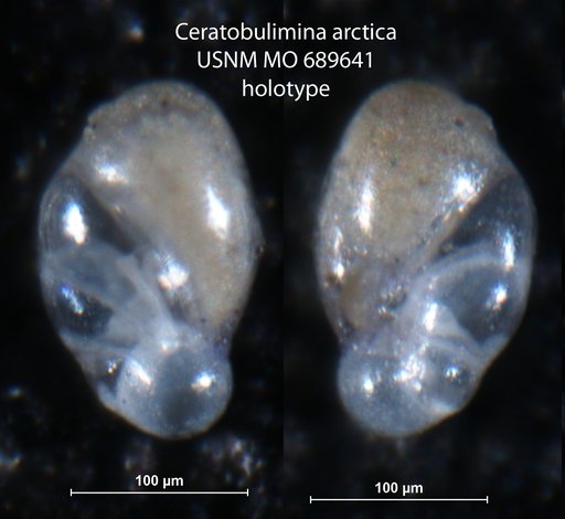 Ceratobulimina arctica Green, 1959