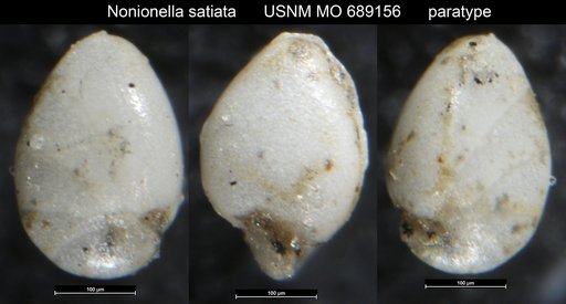 Nonionella satiata Finlay, 1940