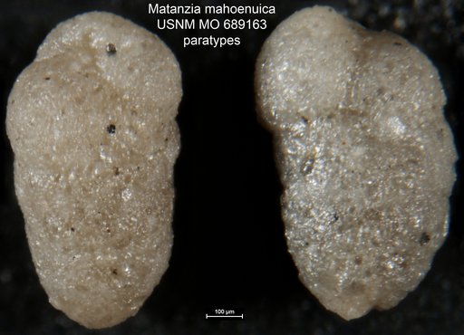 Matanzia mahoenuica Finlay, 1939