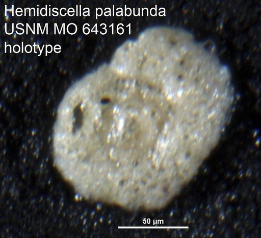 Hemidiscella palabunda Bock, 1968