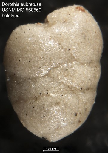 Dorothia subretusa Israelsky, 1951