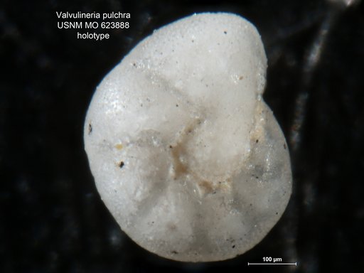 Valvulineria pulchra Todd, 1957