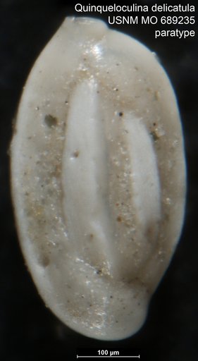 Quinqueloculina delicatula Vella, 1957