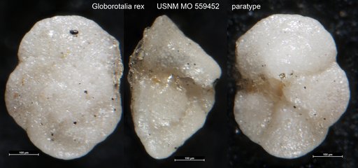 Globorotalia rex Martin, 1943